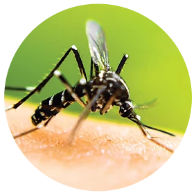 The Mosquito Authority And The Pest Authority