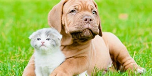 Tri-county Veterinary Clinic