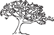 Silver Maple