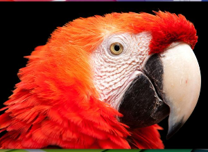 Business Consultancy